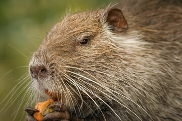 Close-up shot of an adorable Nutria in its natural habitat