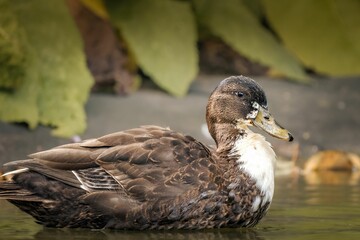 Close-up shot of an adorable duck in its natural habitat