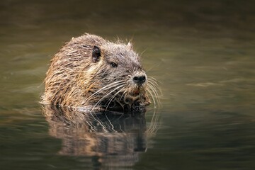 Close-up shot of an adorable Nutria in its natural habitat