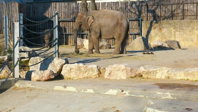 Female with an Indian elephant cub in a zoo enclosure