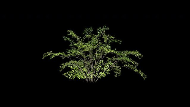 Beautiful growing deciduous bush animation with wind in side view. 3D animated realistic tree with alpha channel ( transparent background). HQ motion graphic.