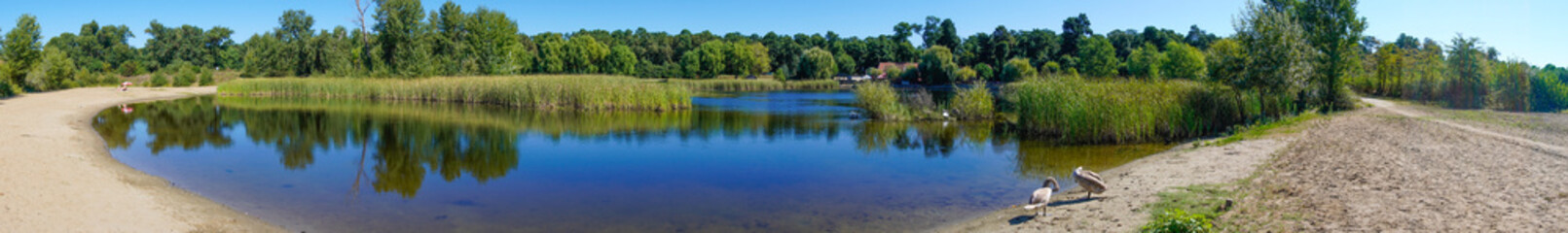Fototapeta na wymiar Beautiful panoramic view of lake with swan