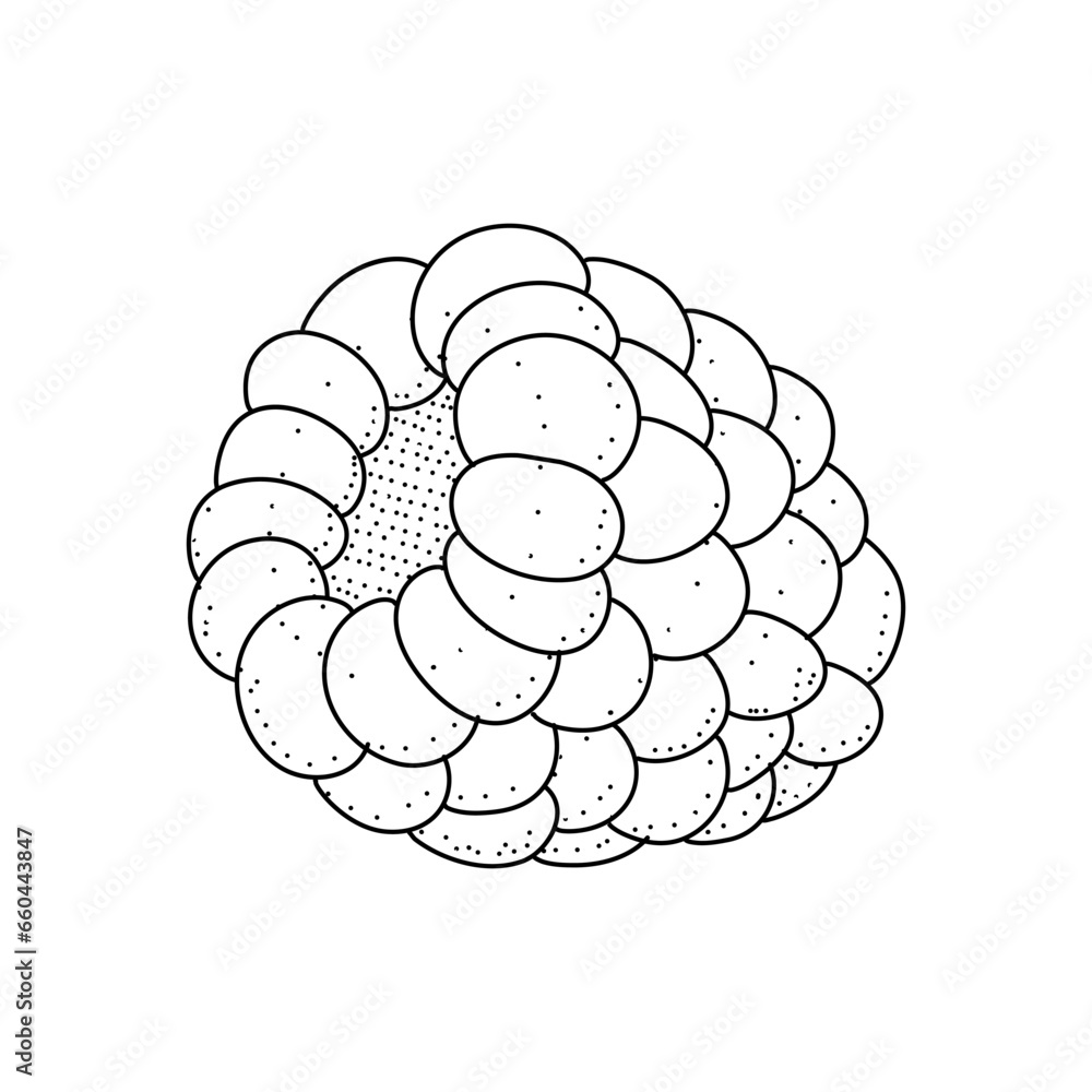 Poster raspberry hand drawn vector illustration. raspberries sketch. vector illustration isolated on white 