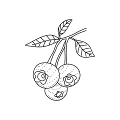 Hand drawn sketch black and white blueberry branch, fruit, leaf. Vector illustration. Elements in graphic style label, card, sticker, menu, package. Engraved style.