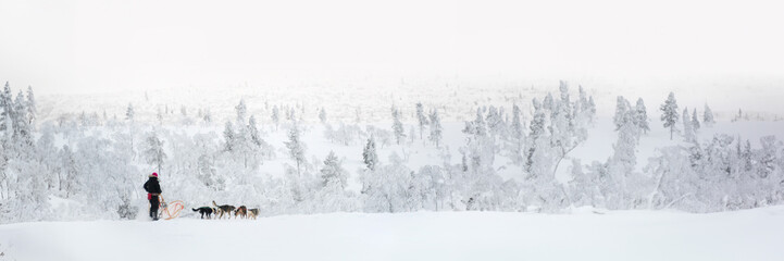 Fototapeta na wymiar Husky dog sledding in Lapland, Finland, panoramic winter header