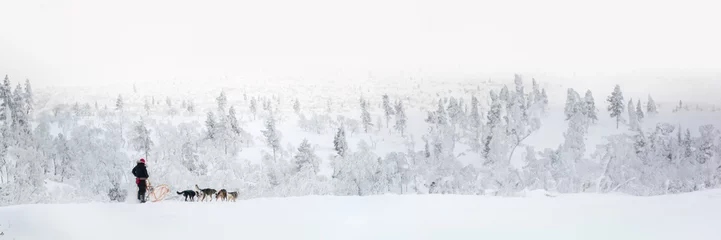 Foto op Aluminium Husky dog sledding in Lapland, Finland, panoramic winter header © Delphotostock