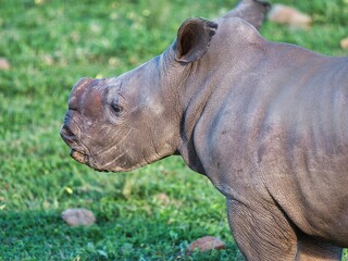 Fototapeta premium Close-up of a rhinoceros in a lush green on a sunny day