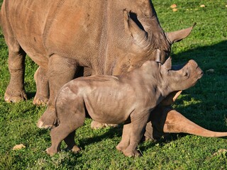 Obraz premium Close-up of a rhinoceros in a lush green on a sunny day