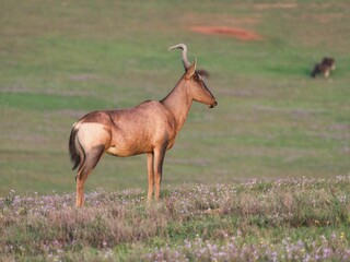 Closeup of a  majestic antelope in a lush green with a blurry background