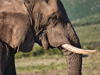Closeup of an  African elephant in a lush green with a blurry background