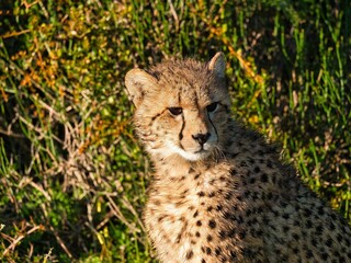 Closeup of a  cheetah in a lush green on a sunny day