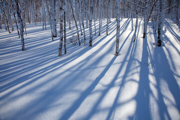 朝日に輝く純白の雪原に映る白樺林の影4