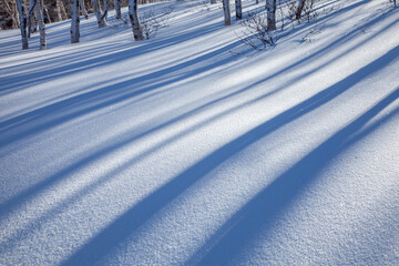 朝日に輝く純白の雪原に映る白樺林の影3