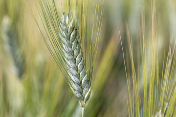 Epi de blé dur, variété Miradoux. Le blé dur sert à faire de la semoule et des pâtes.  - obrazy, fototapety, plakaty