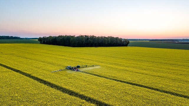 Traitement fongicide sur colza en pleine floraison apr&egrave;s le coucher du soleil en Normandie, France.