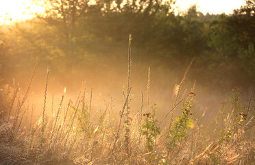 Autumn meadow in morning light - 660452006