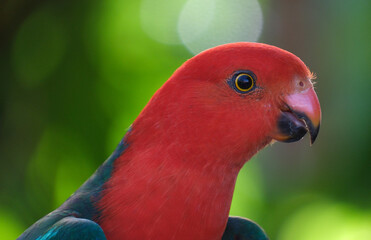 Australian King Parrot closeup portrait background of green trees