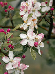 cherry blossom apple tree flowers