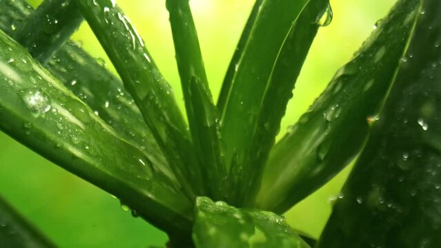 Super Slow Motion Shot of Camera Moving Backwards from Aloe Vera Plant with Water Drops at 500fps.