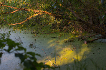 Green swampy overgrown pond in the forest. Wildlife