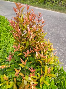 Syzygium australe, by many common names including brush cherry, scrub cherry, lilly pilly, satinash, and watergum, is a rainforest tree native to eastern Australia.