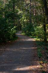 Fototapeta premium Forest autumn path in the park. Fallen yellow foliage, autumn atmosphere