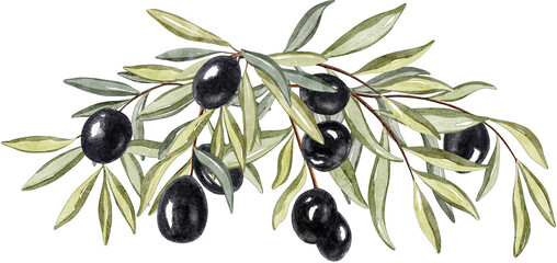 Watercolor olive frame border. Hand drawn illustration of olive tree branch with black olives and leaves