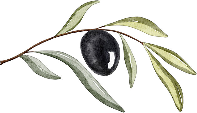 Watercolor black olive branch frame border. Hand drawn illustration of olive tree branch with black olives and leaves