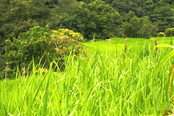 Fields of Green Harmony