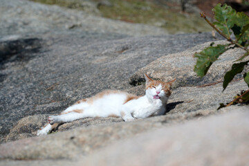 A cute yellow cat in grooming