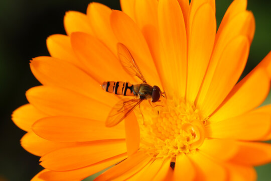 Orange pot marigold flower in close up with hoverfly