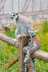 A ring-tailed lemur and its cubs in a wildlife park