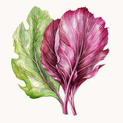 Obraz premium watercolor Radicchio clipart, Generative Ai