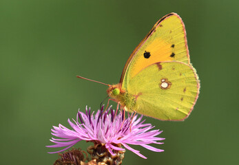 Clouded Yellow, beautiful butterfly on pink flower