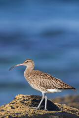  Eurasian curlew, (Numenius arquata),  on rocks with moss during low tide, with sunset light and blue ocean background, Tenerife, Canary islands