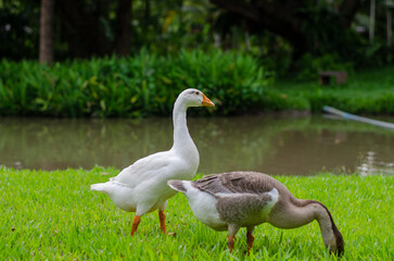 Two ducks are walking foraging on the green grass the canal.