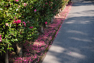 落ちる山茶花の花びらと道