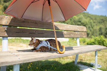 Obraz na płótnie Canvas the cat is resting on a bench in the shade of an umbrella. Safe travel to nature with domestic cats.