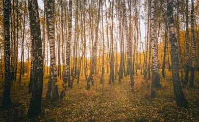 Foto op Plexiglas Yellow leaf fall in the birch grove in golden autumn on sunset. Landscape. Vintage film aesthetic. © Eugene_Photo