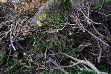 伐採して集めた木のイメージ