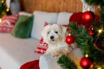 Cute white puppy, Maltese dog breed, sitting at homeat Christmas, happy and healthy dog
