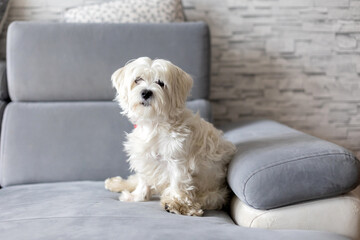 Cute white puppy, Maltese dog breed, sitting at home, happy and healthy dog