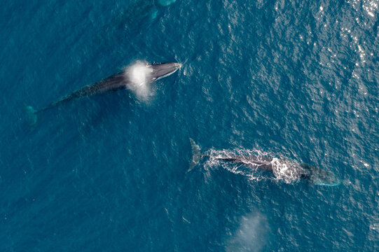 greenland whale whatching aerial drone view 