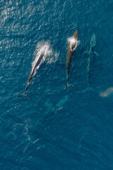 greenland whale whatching aerial drone view 