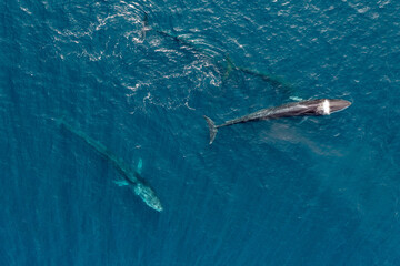 Fototapeta premium greenland whale whatching aerial drone view 