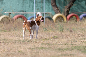 Brittany Epanel Breton portrait of dog in orange and white french posing with tongue hanging out and resting, running, lying in field in summer. Brittany Spaniel French Hunting Pointer. Purebred pet