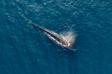 greenland whale whatching aerial drone view  - obrazy, fototapety, plakaty