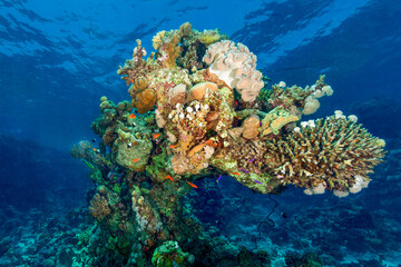 Underwater coral's gardens