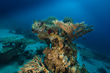 Underwater coral's gardens