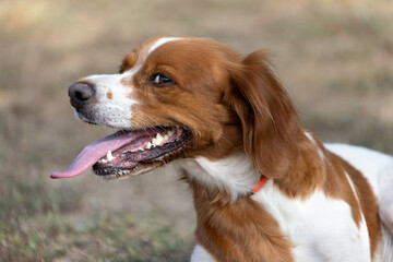Brittany Epanel Breton portrait of dog in orange and white french posing with tongue hanging out and resting, running, lying in field in summer. Brittany Spaniel French Hunting Pointer. Purebred pet - obrazy, fototapety, plakaty